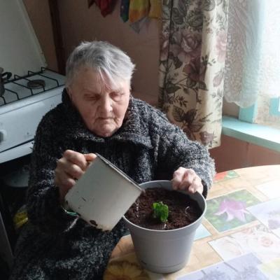 Клеродендрум