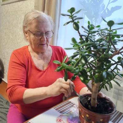 Денежное дерево